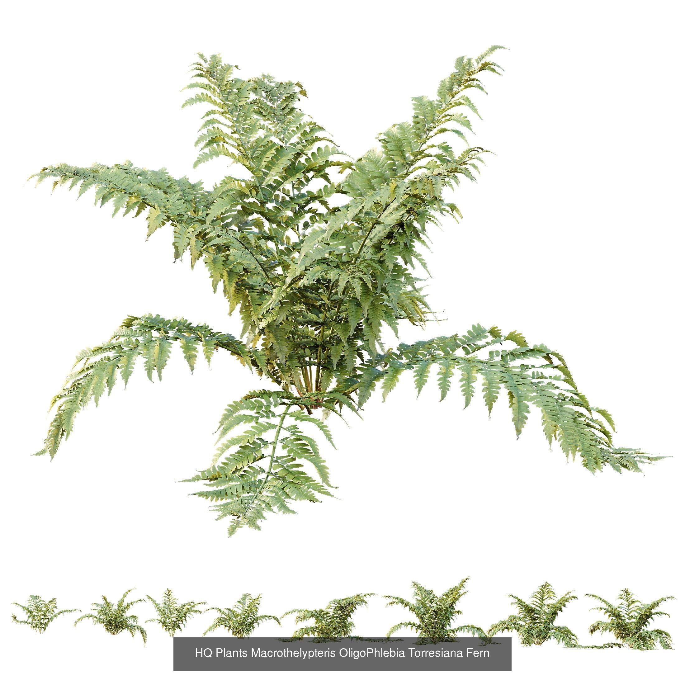 AV 10 Different SETS of  Colorful spring flowering shrubs  3D Model Collection_7