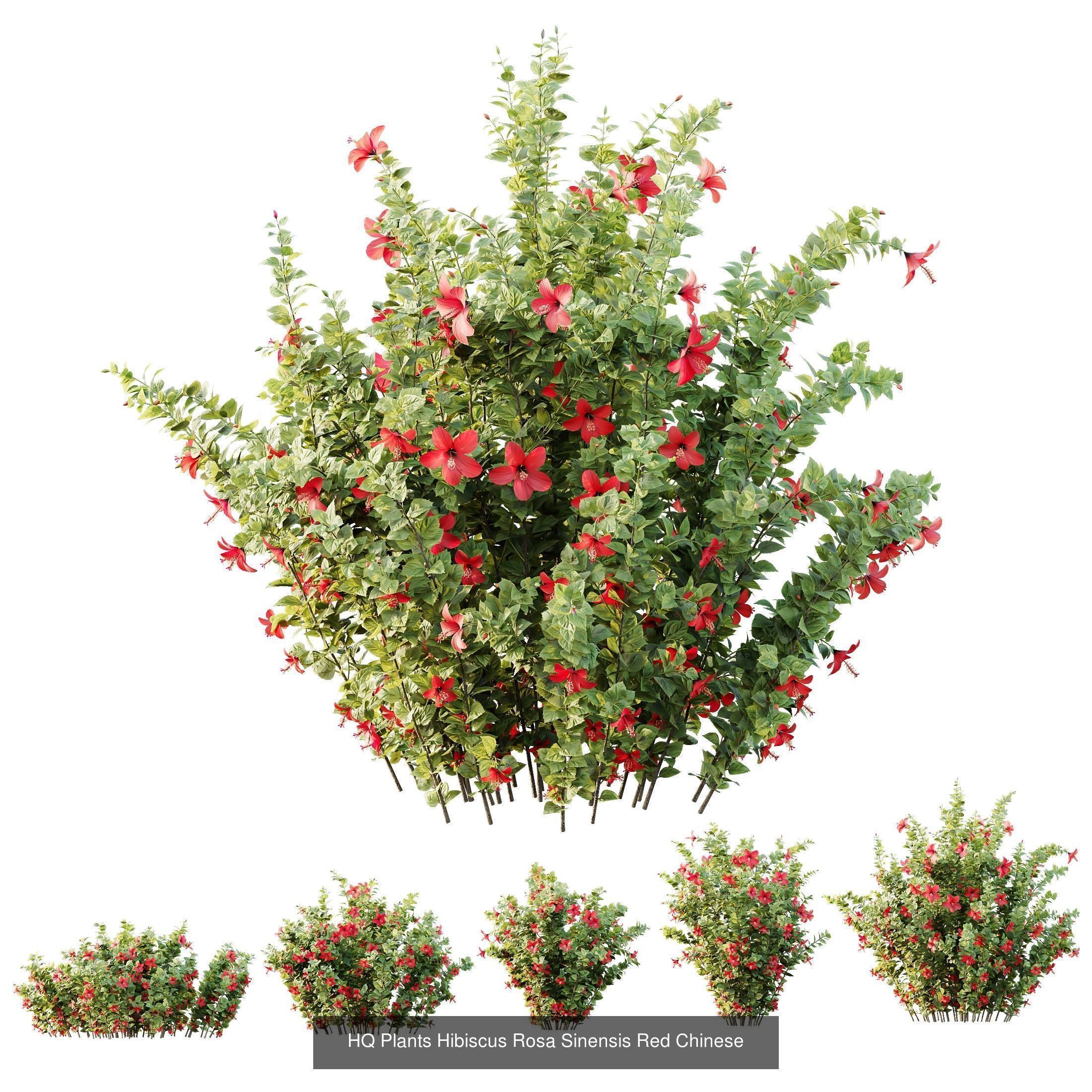 AV 10 Different SETS of  Colorful spring flowering shrubs  3D Model Collection_2
