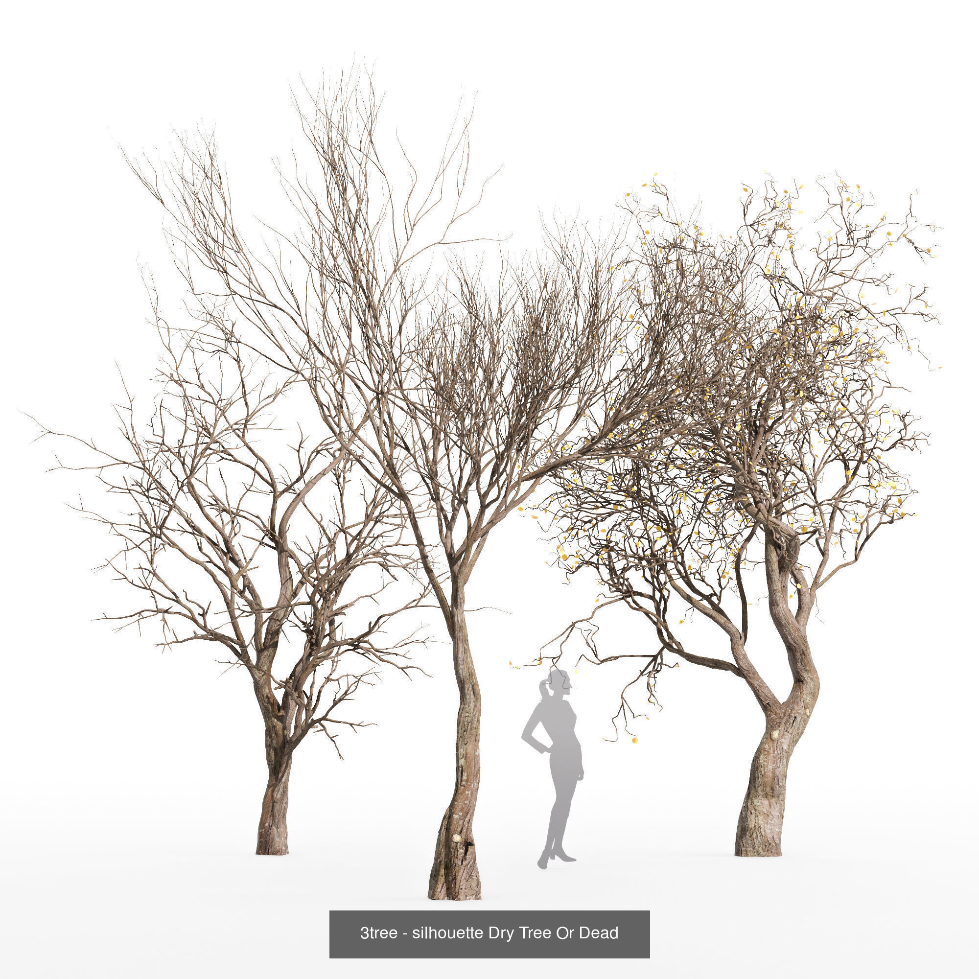 AV 20 Different SETS of Dry autumn and winter trees 3D Model Collection_5