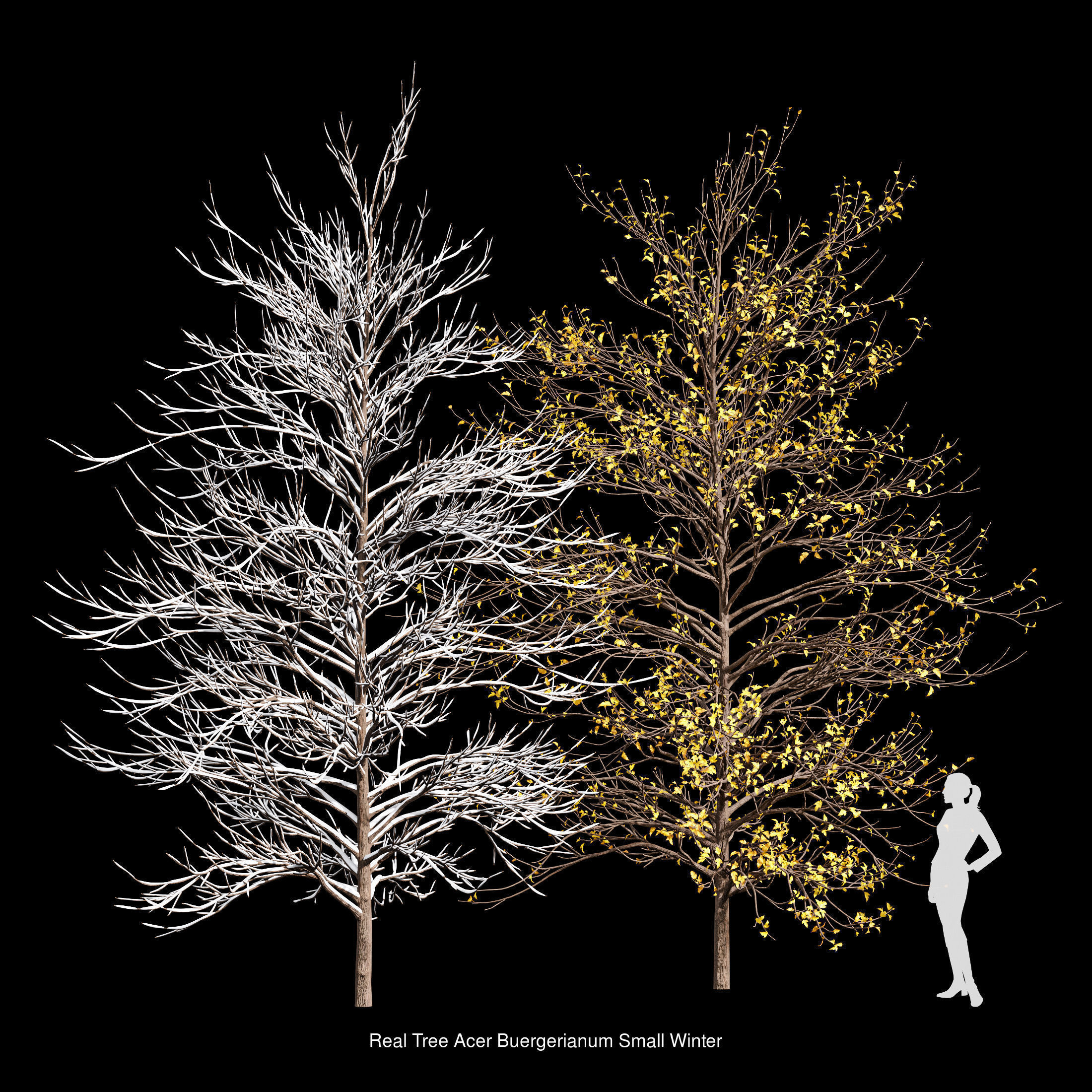 AV 20 Different SETS of Dry autumn and winter trees 3D Model Collection_10