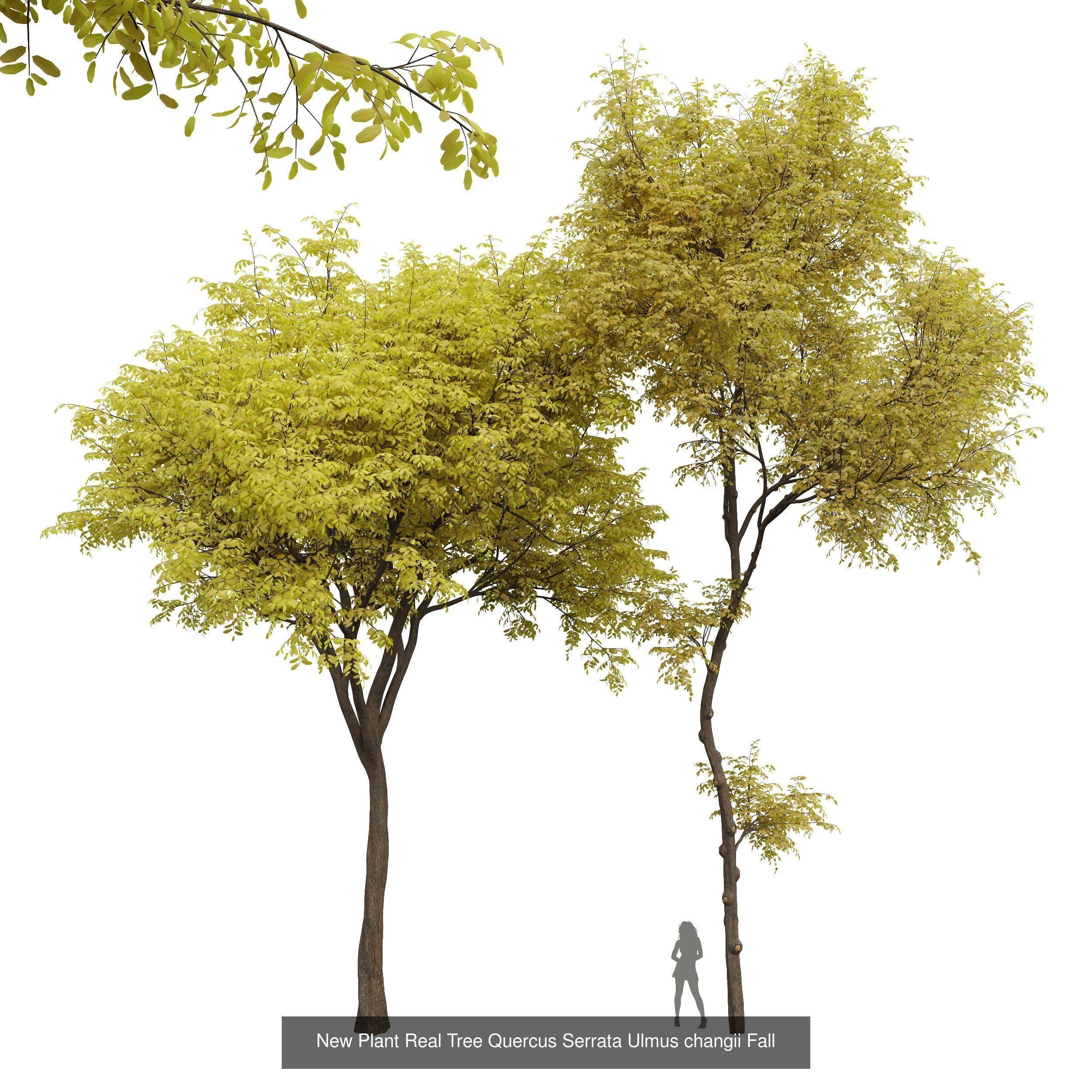 AV 20 Different SETS of Dry autumn and winter trees 3D Model Collection_39