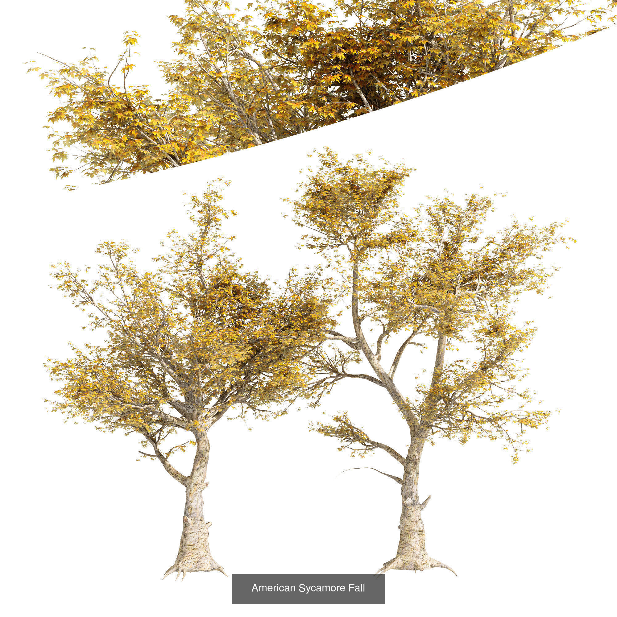 AV 20 Different SETS of Dry autumn and winter trees 3D Model Collection_30