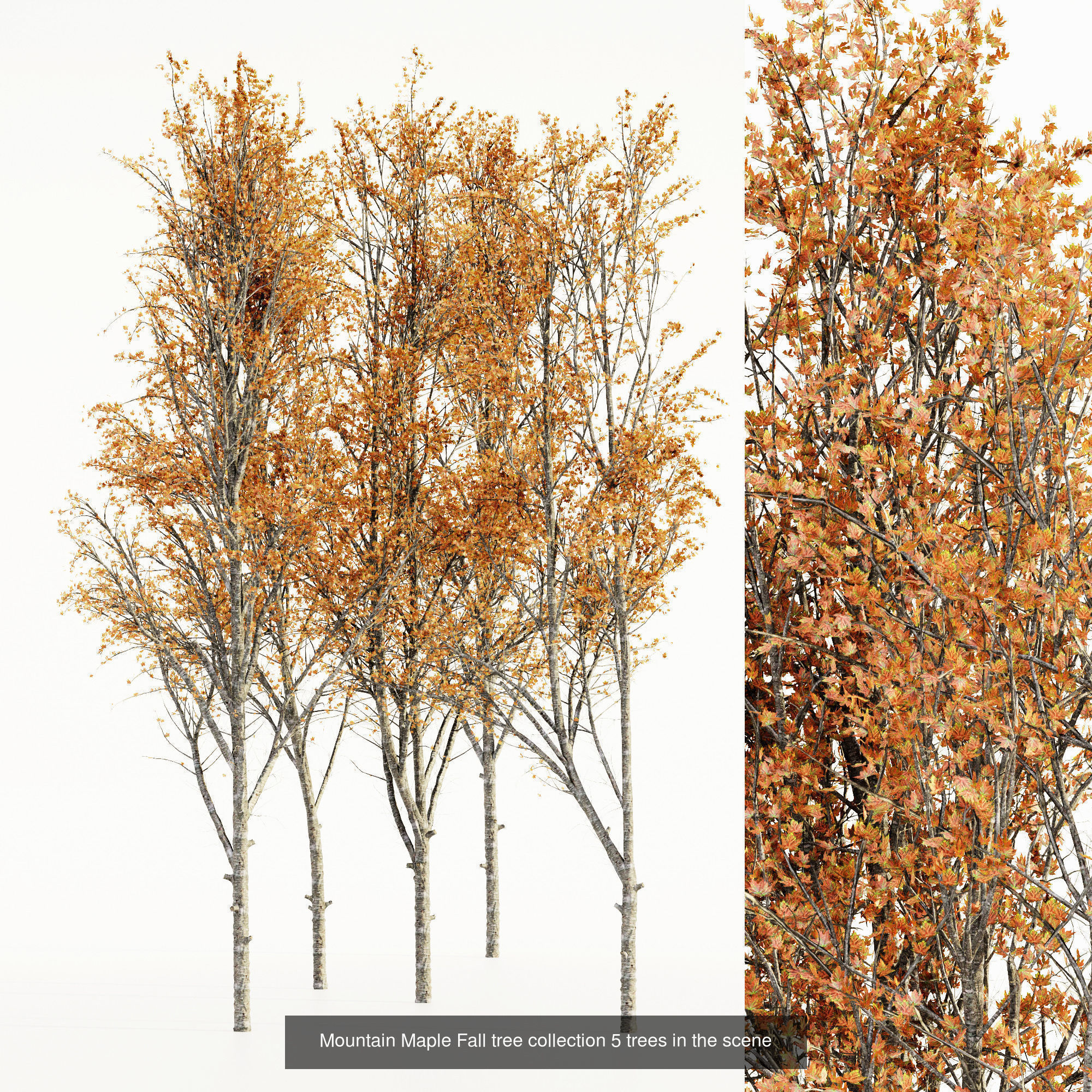 AV 20 Different SETS of Dry autumn and winter trees 3D Model Collection_18