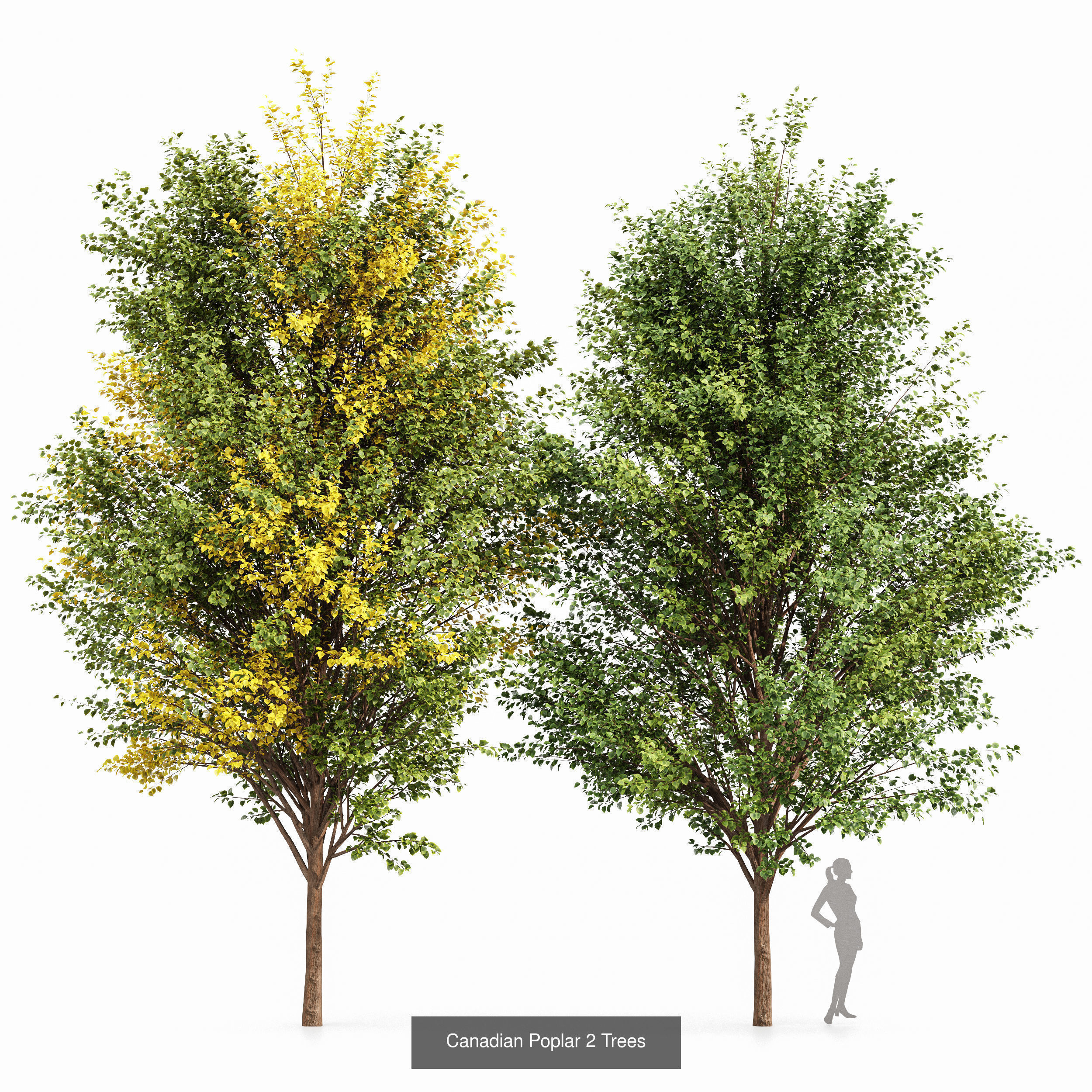 AV 20 Different SETS of Dry autumn and winter trees 3D Model Collection_27