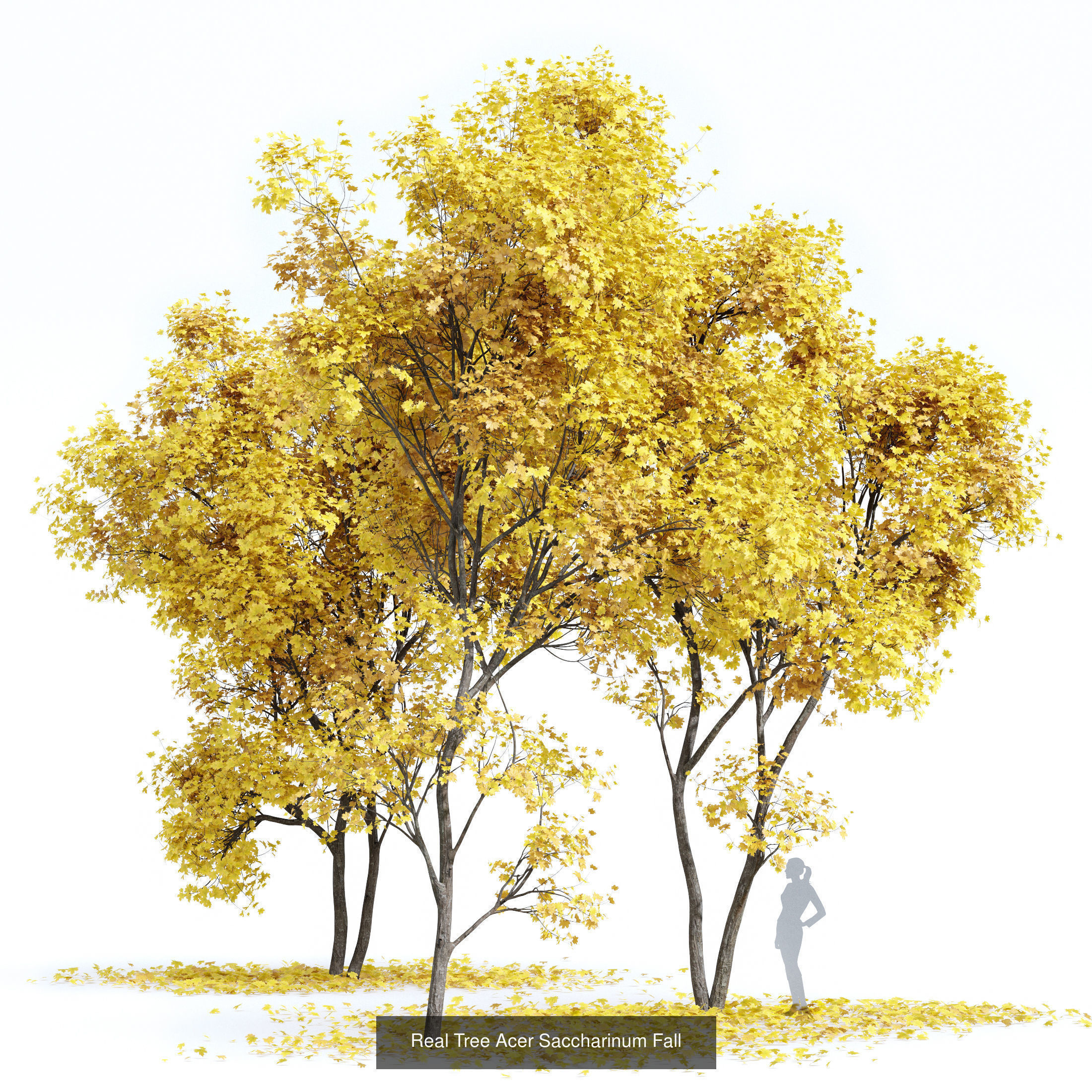 AV 20 Different SETS of Dry autumn and winter trees 3D Model Collection_3