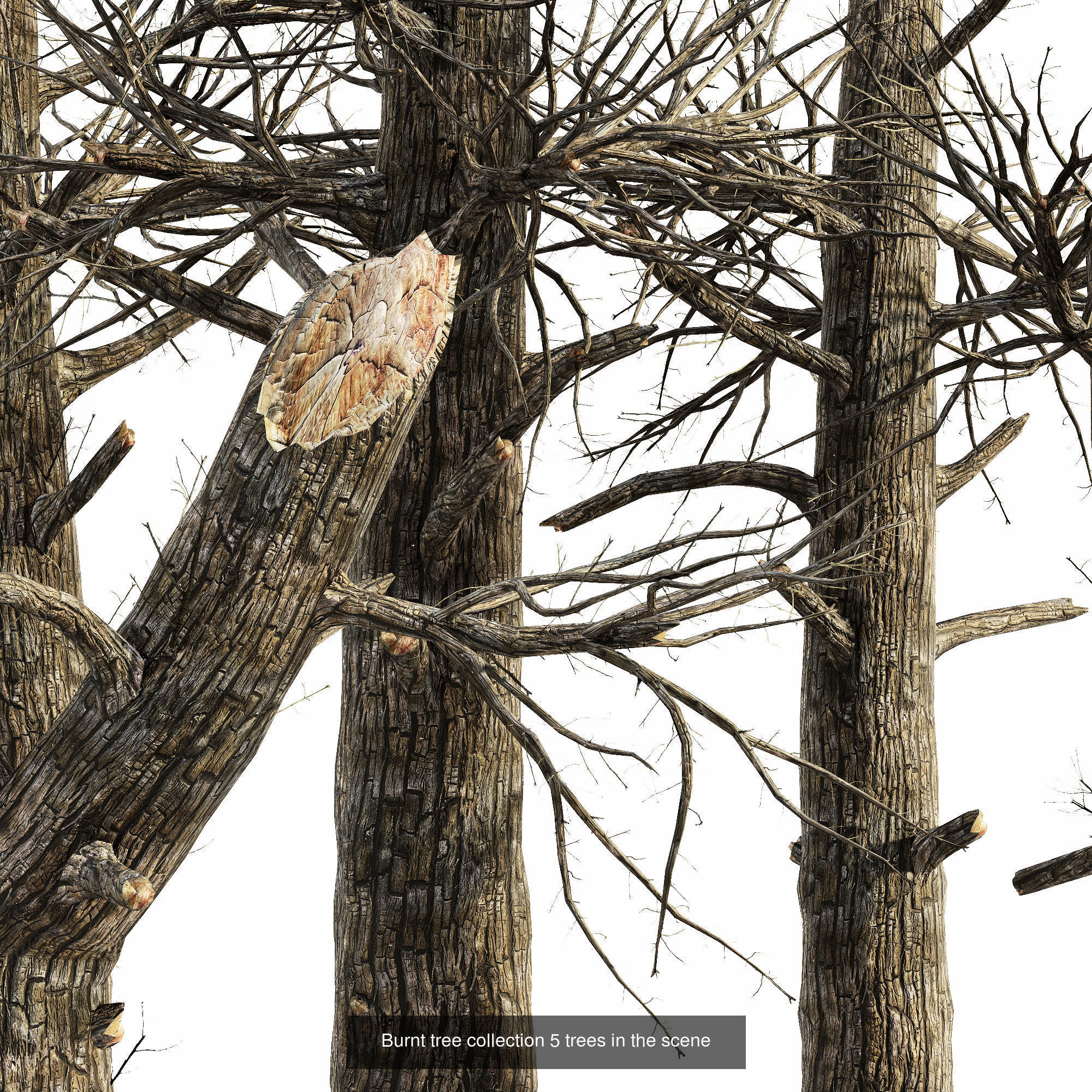 AV 20 Different SETS of Dry autumn and winter trees 3D Model Collection_6