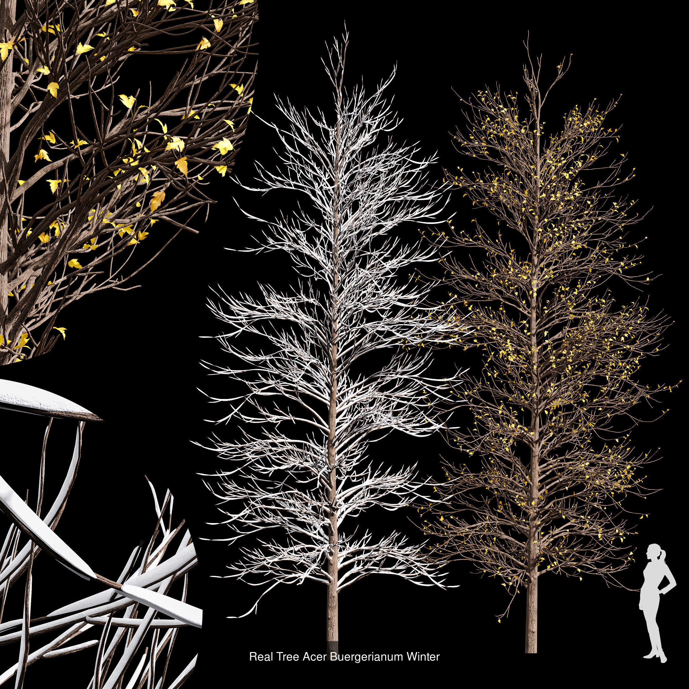 AV 20 Different SETS of Dry autumn and winter trees 3D Model Collection_29