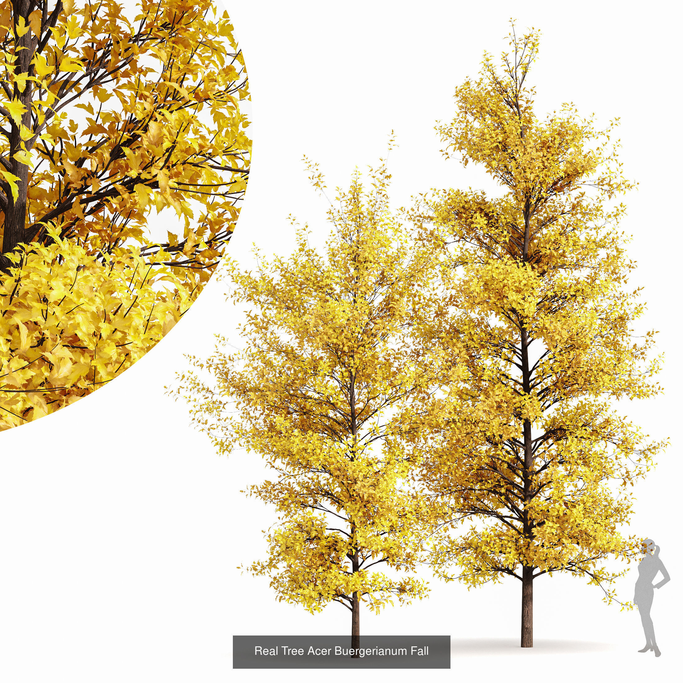 AV 20 Different SETS of Dry autumn and winter trees 3D Model Collection_28