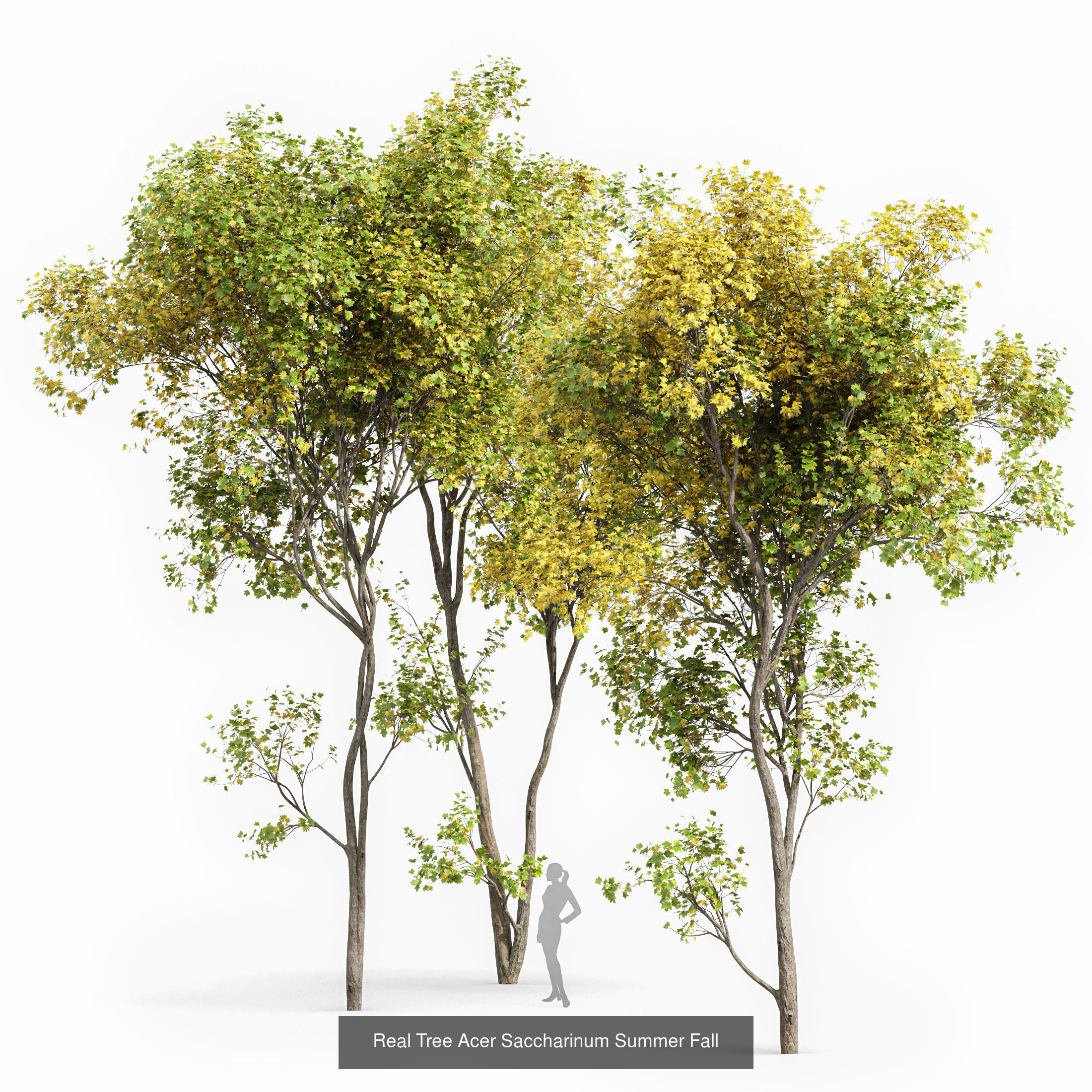 AV 20 Different SETS of Dry autumn and winter trees 3D Model Collection_7