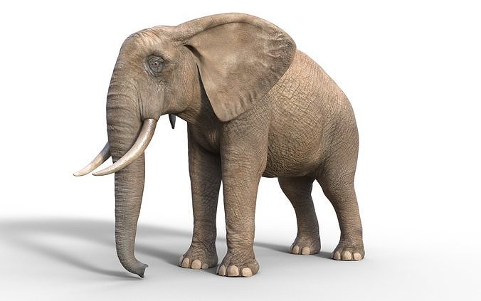 realistic Rigged Elephant  3D model