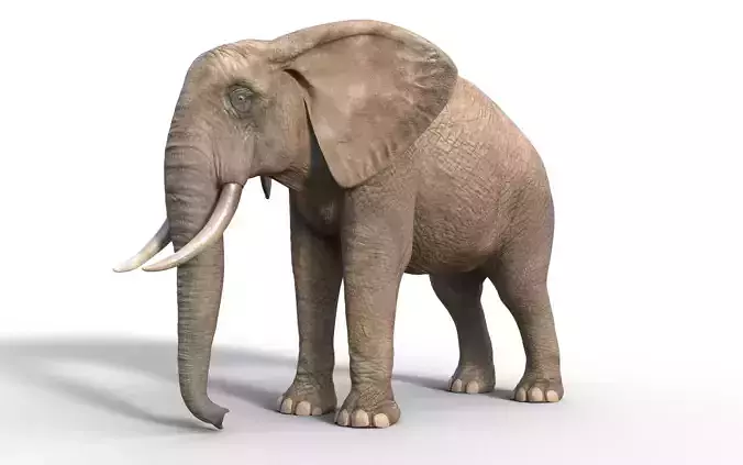 realistic Rigged Elephant 