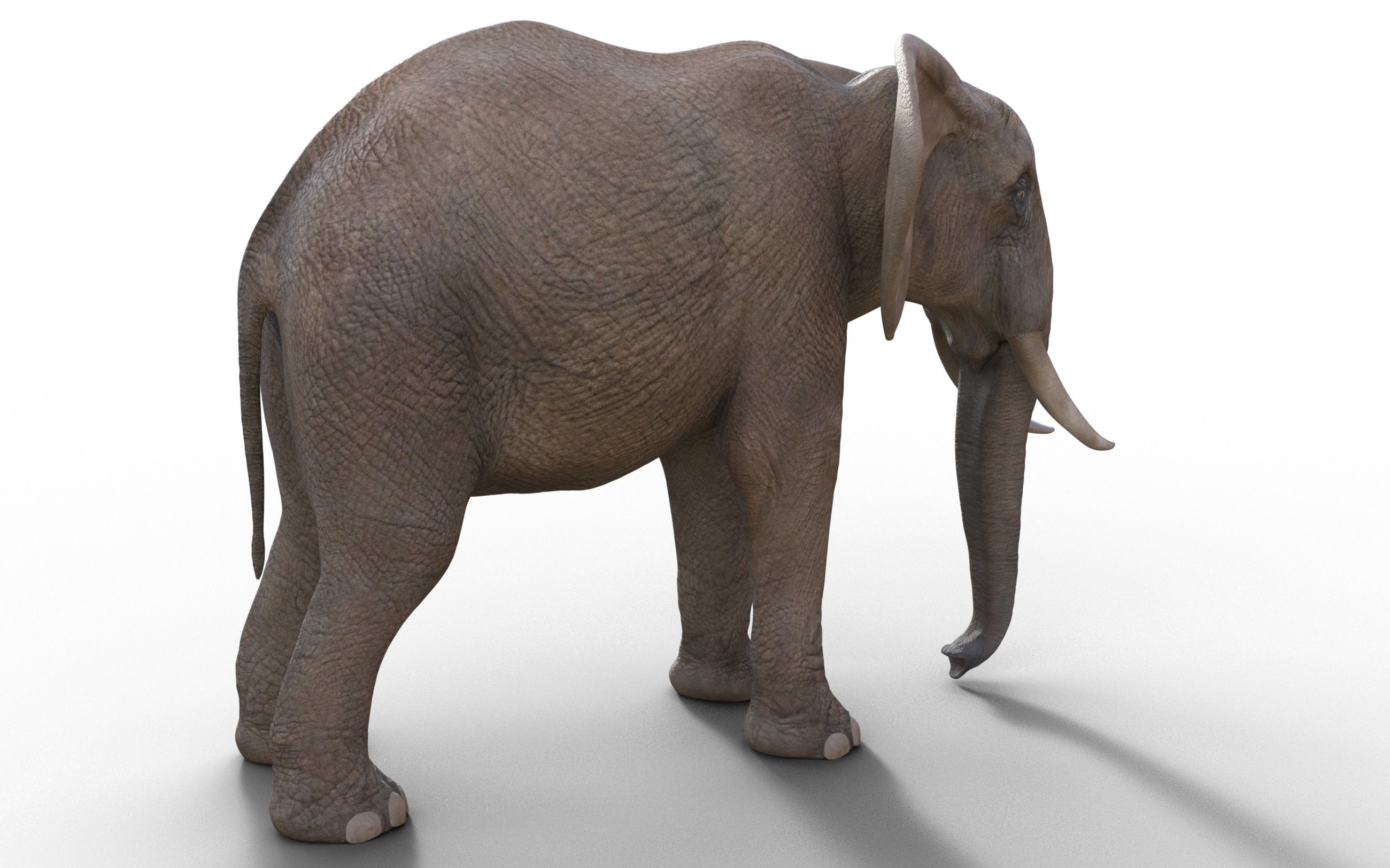 realistic Rigged Elephant  3D model_4