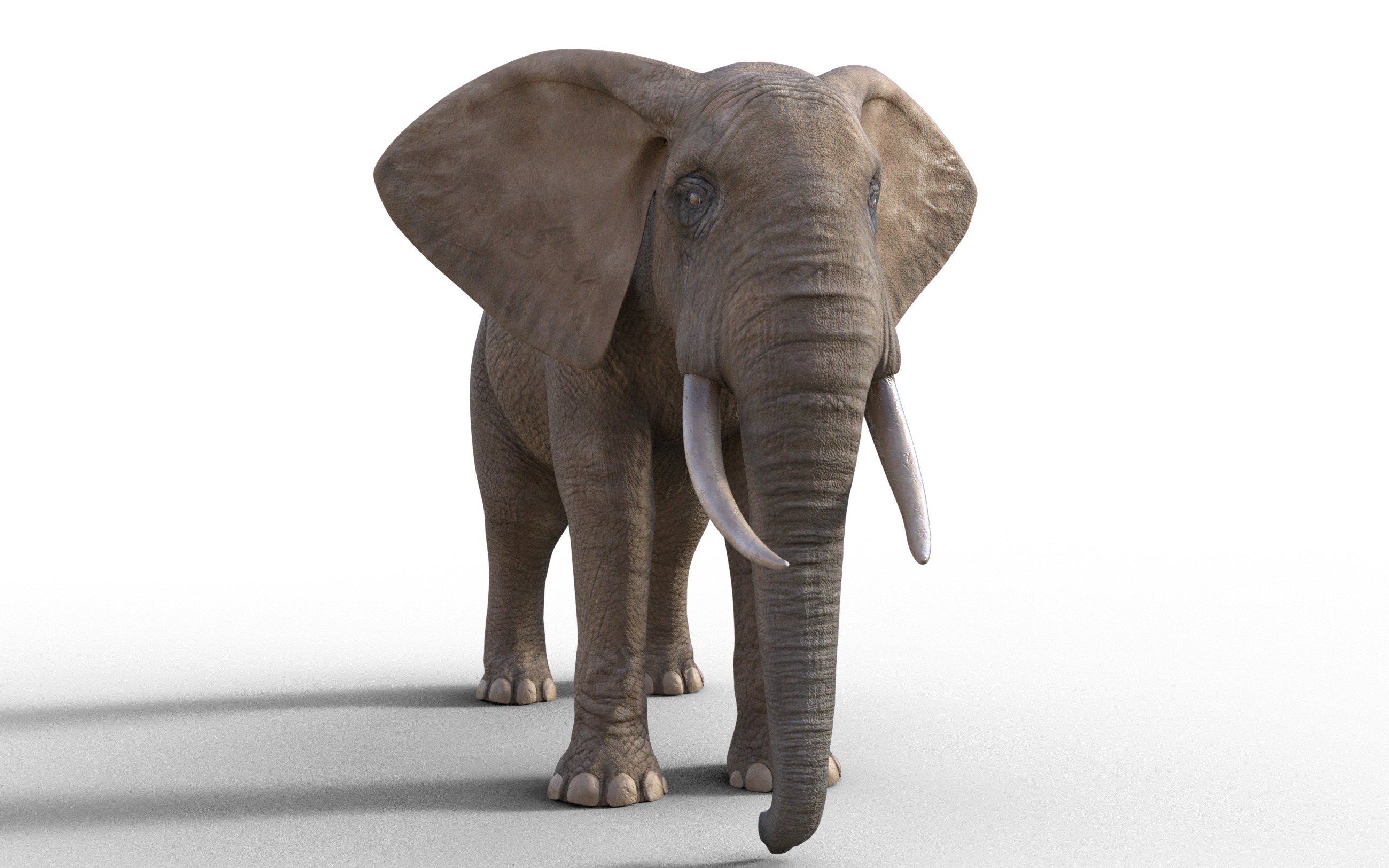 realistic Rigged Elephant  3D model_2
