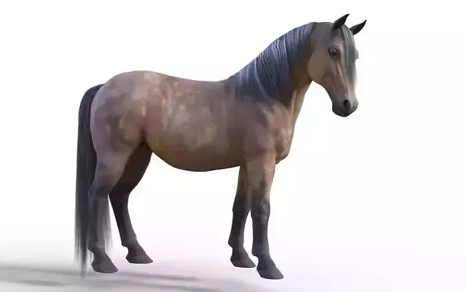 Realistic Rigged Horse 