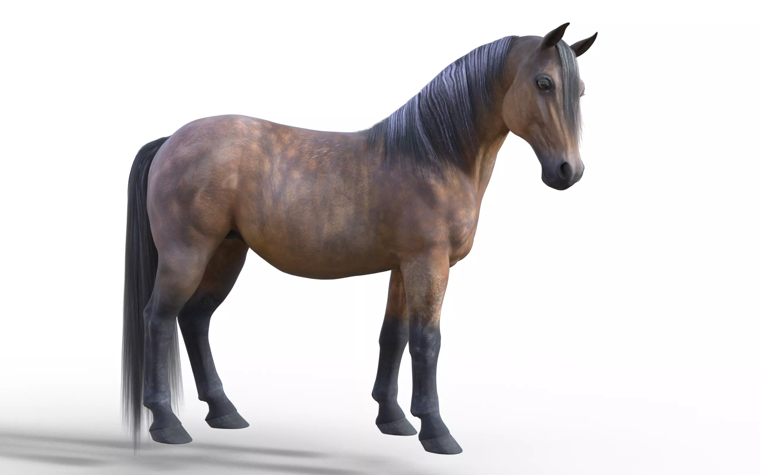 Realistic Rigged Horse  3D model_0