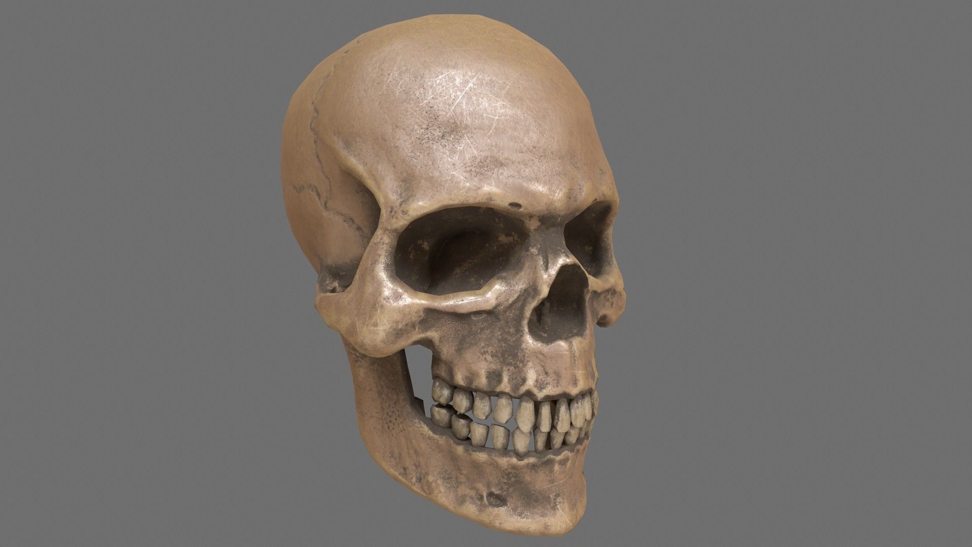Human Skull Low-poly 3D model_5