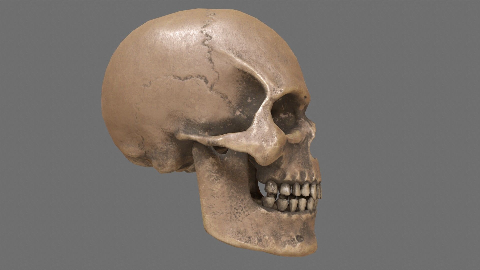 Human Skull Low-poly 3D model_6