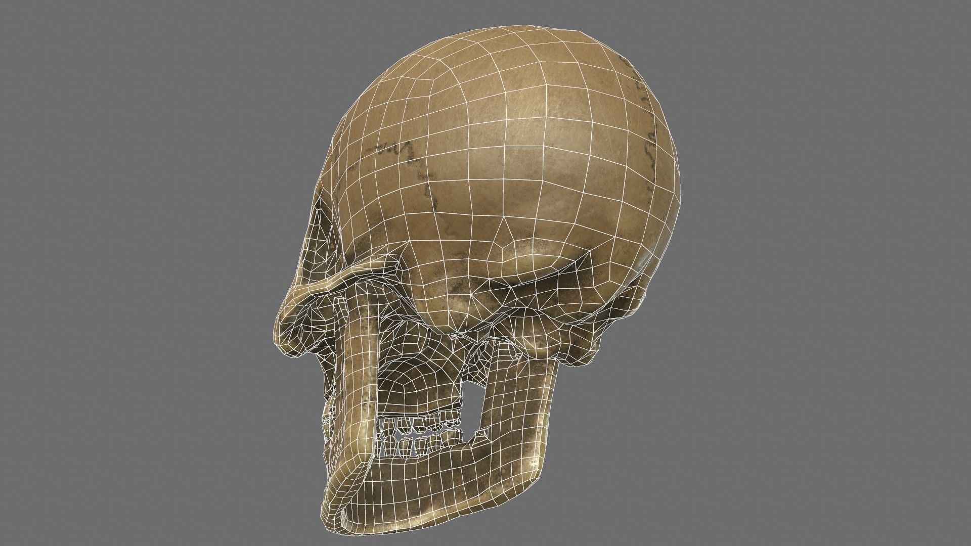 Human Skull Low-poly 3D model_11