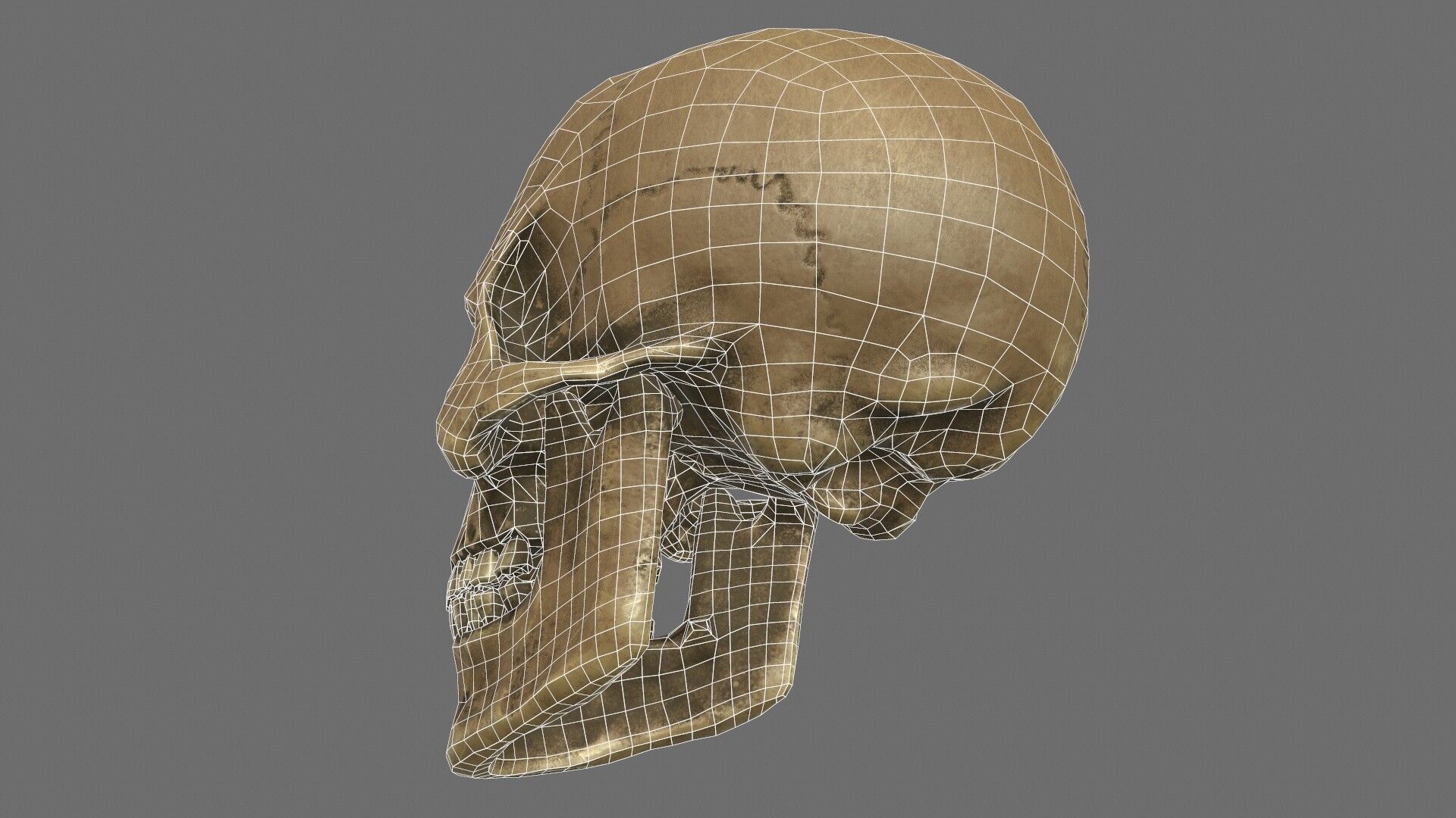 Human Skull Low-poly 3D model_13