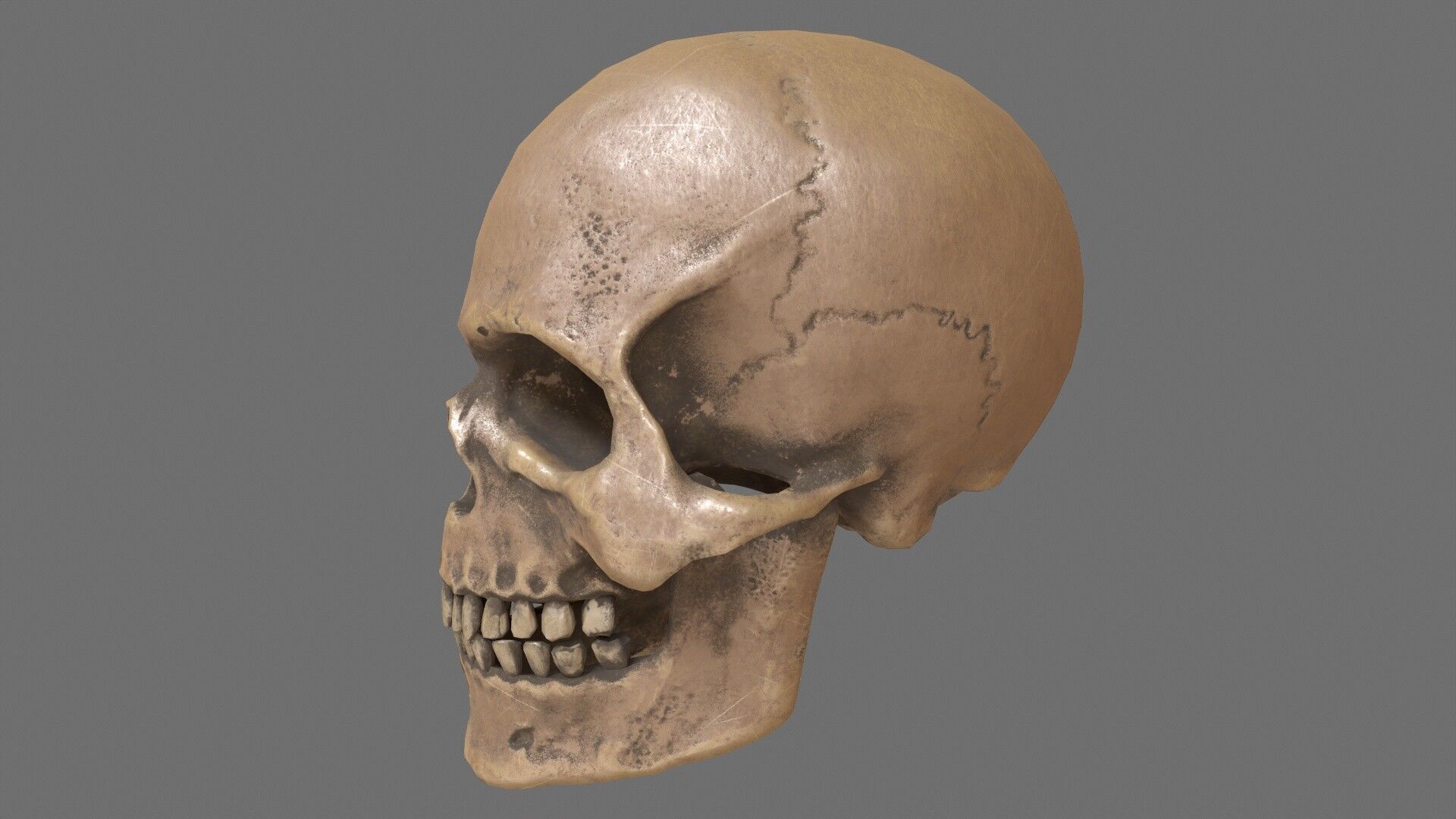 Human Skull Low-poly 3D model_4