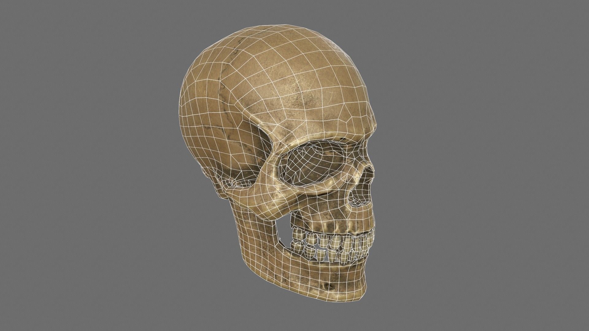 Human Skull Low-poly 3D model_7