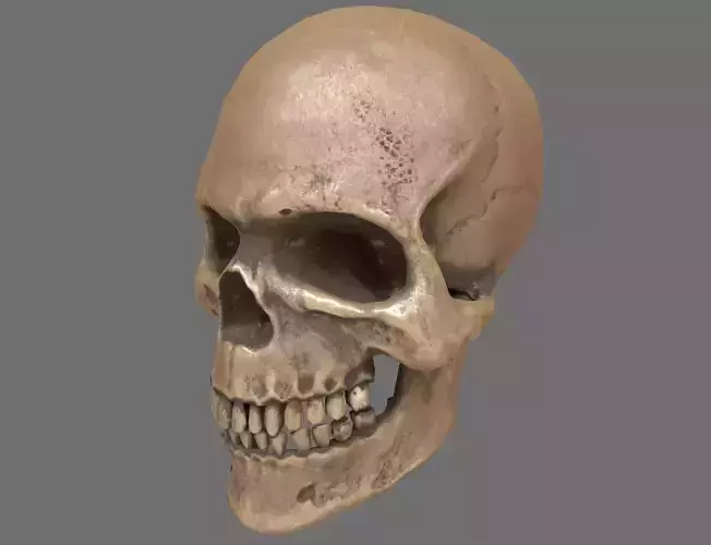 Human Skull