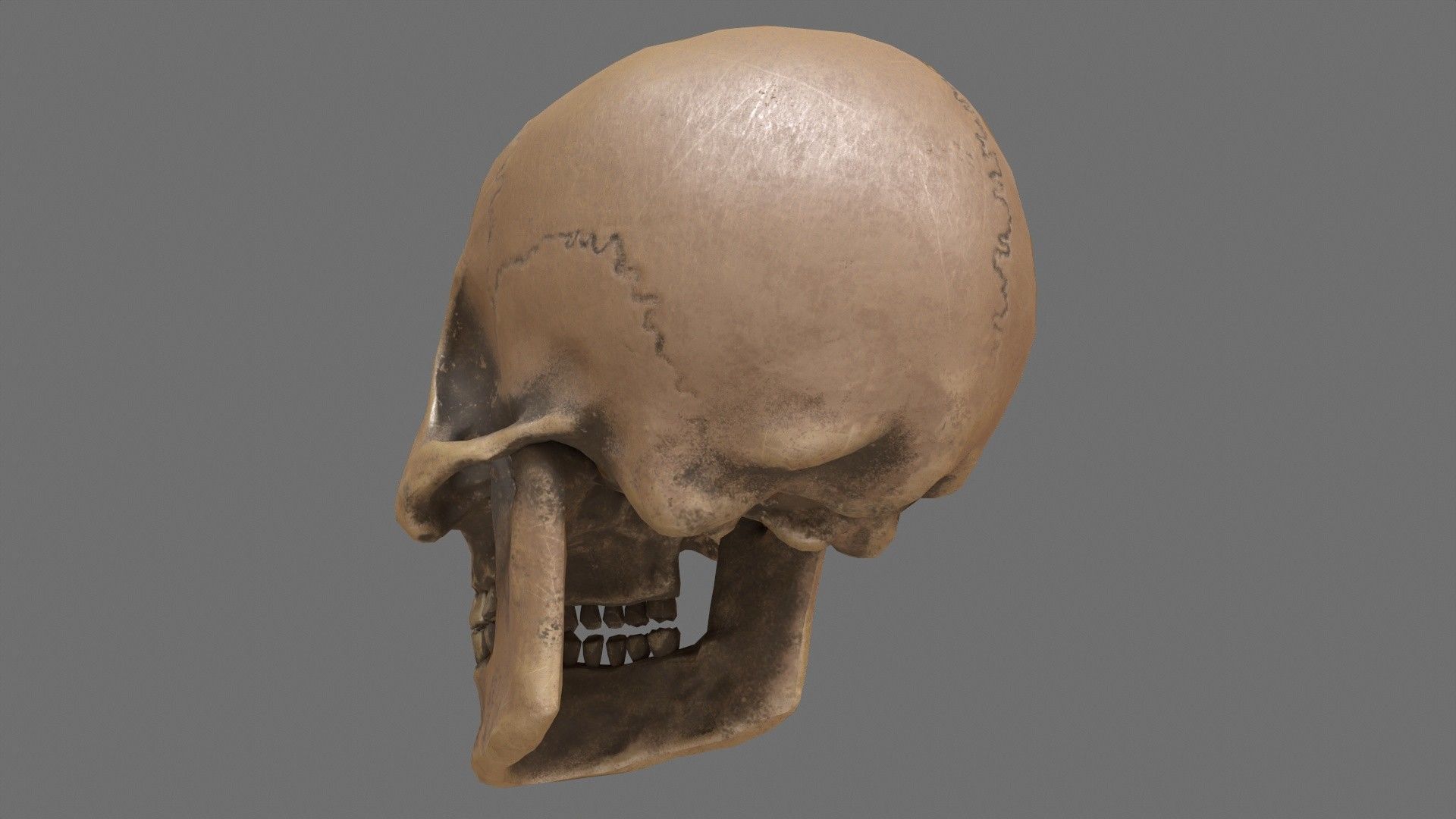 Human Skull Low-poly 3D model_3