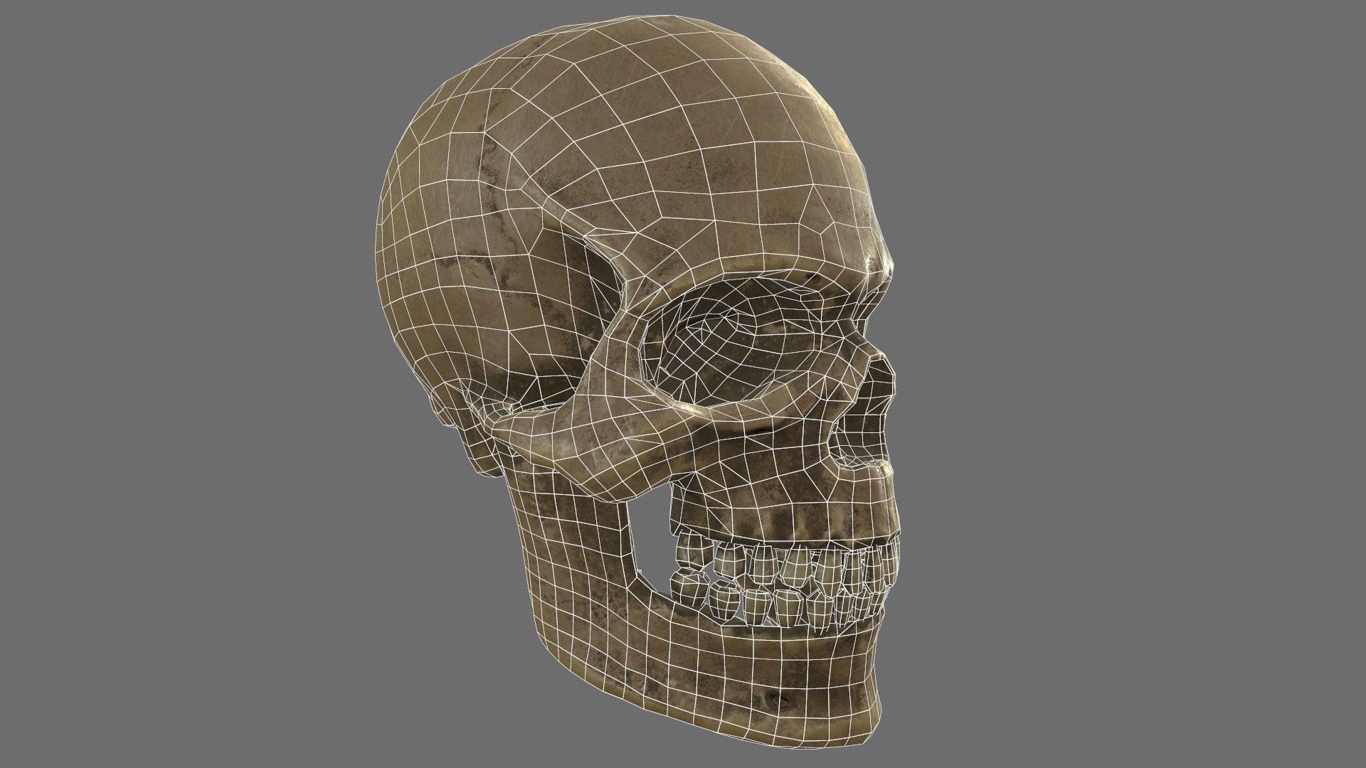 Human Skull Low-poly 3D model_14