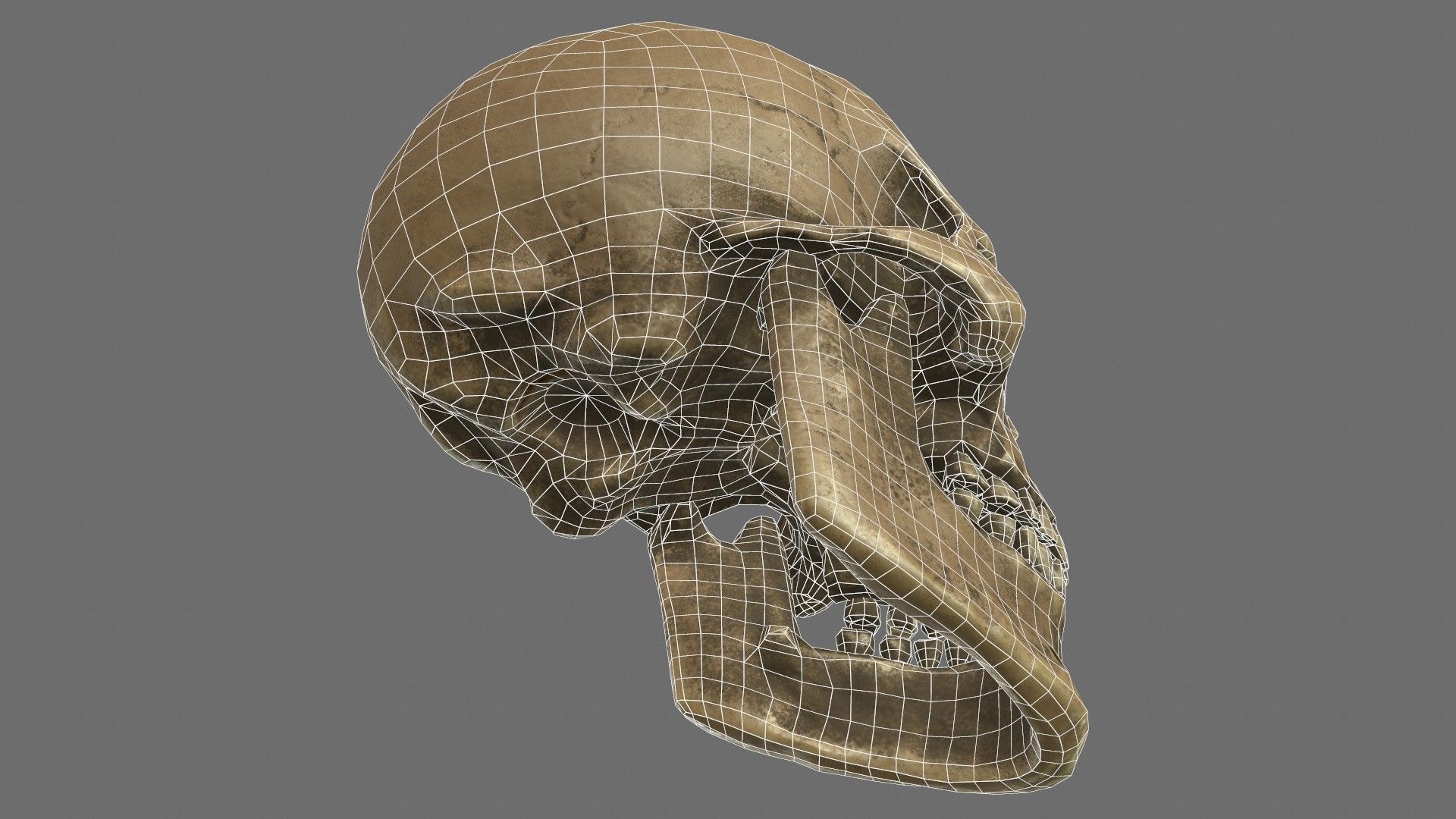 Human Skull Low-poly 3D model_15