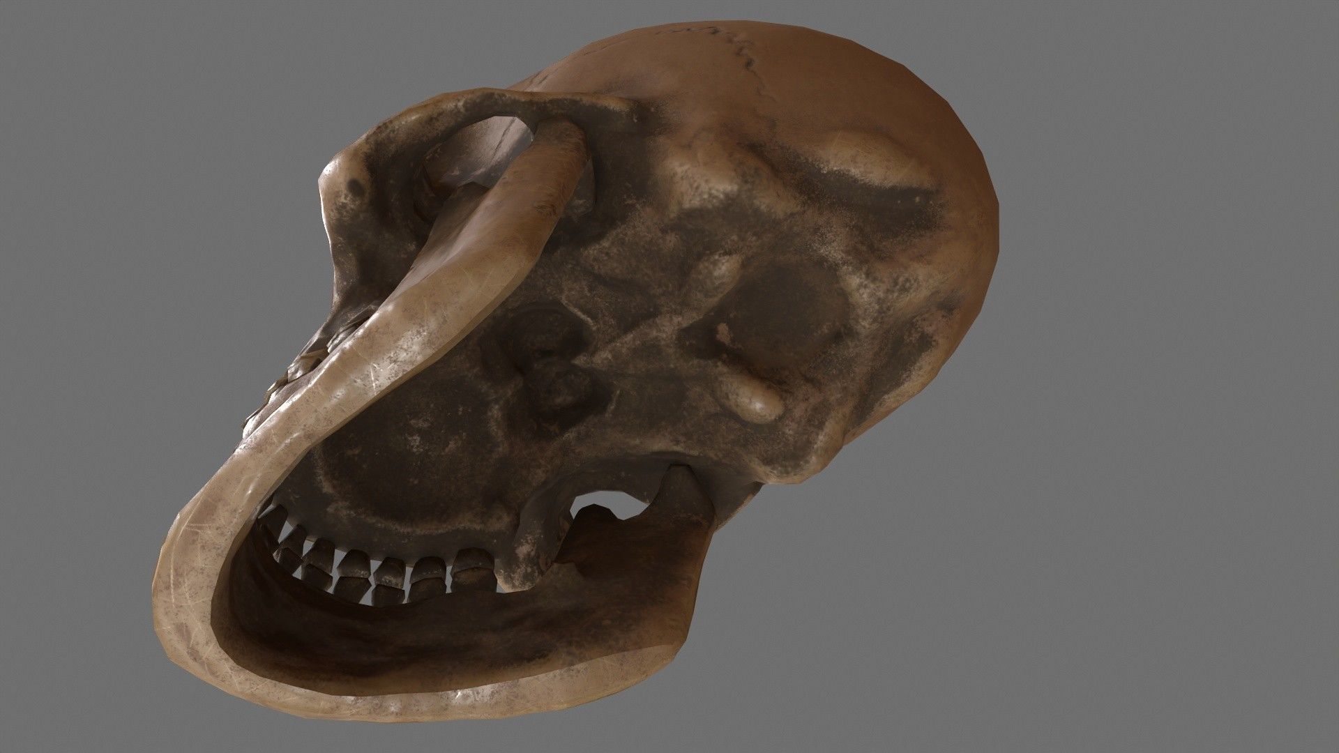 Human Skull Low-poly 3D model_10