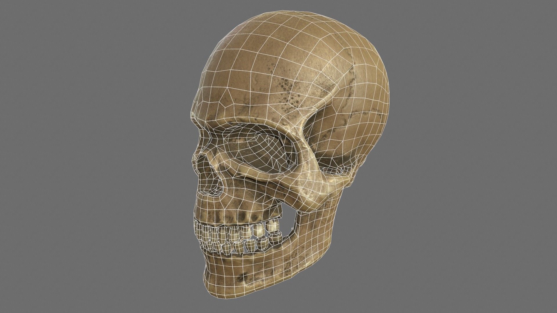 Human Skull Low-poly 3D model_12