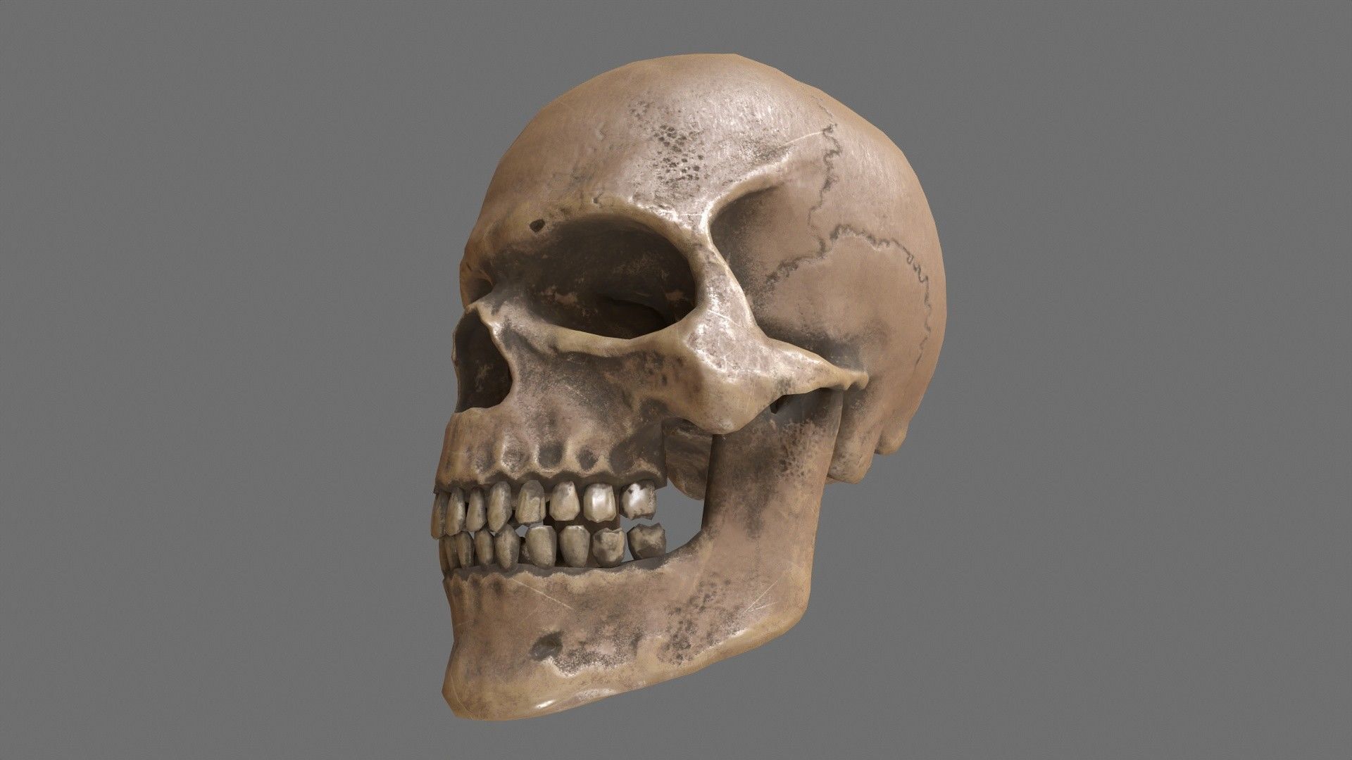 Human Skull Low-poly 3D model_8