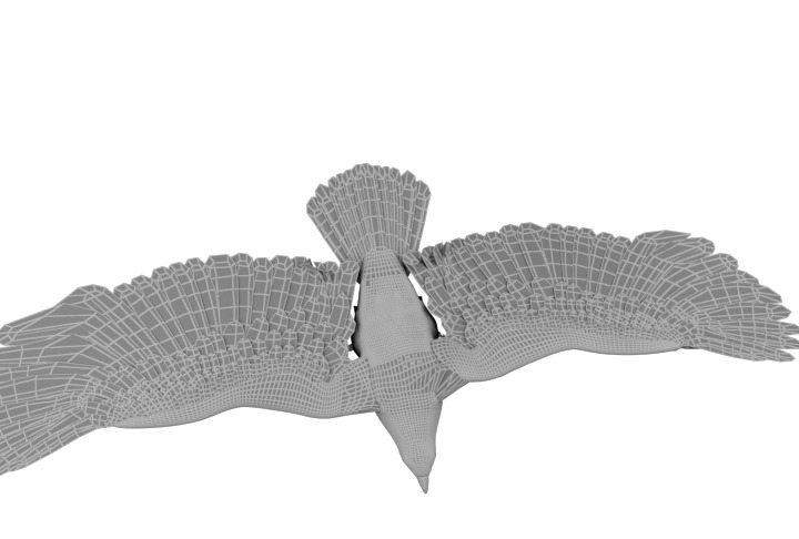 Animated Rigged Eagle 3D model_11