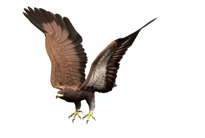 Animated Rigged Eagle 3D model_0