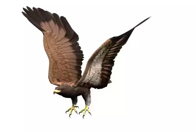 Animated Rigged Eagle