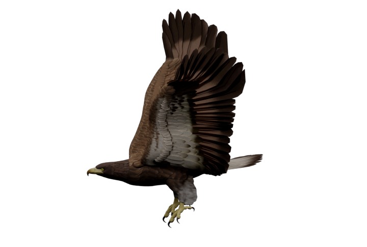 Animated Rigged Eagle 3D model_2