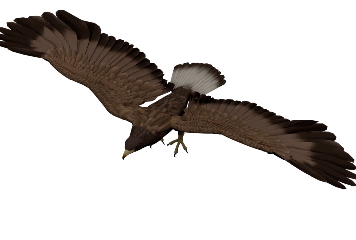 Animated Rigged Eagle 3D model_1