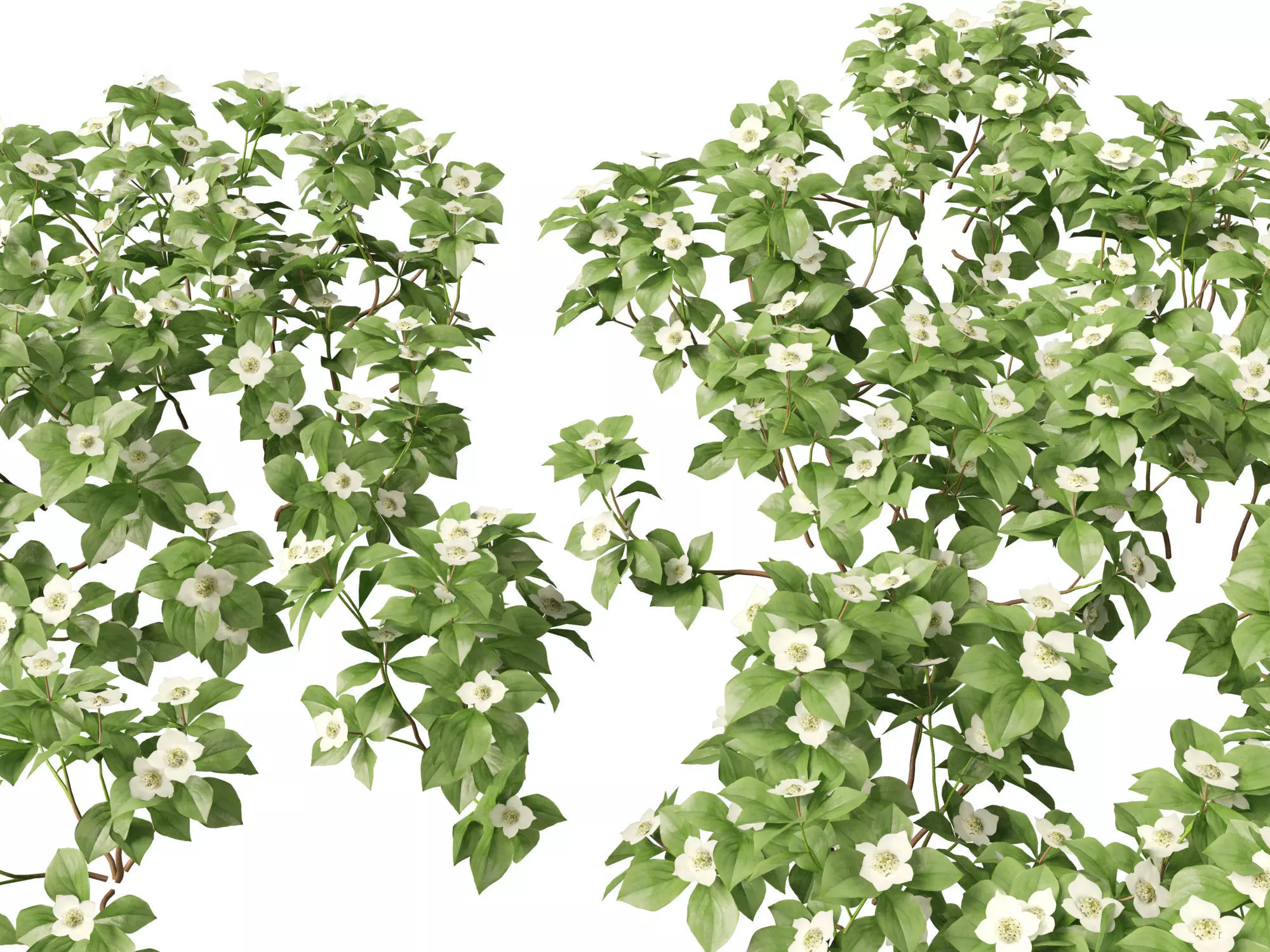 HighPolyLowPoly - Cornus canadensis - bunchberry dogwood Low-poly 3D model