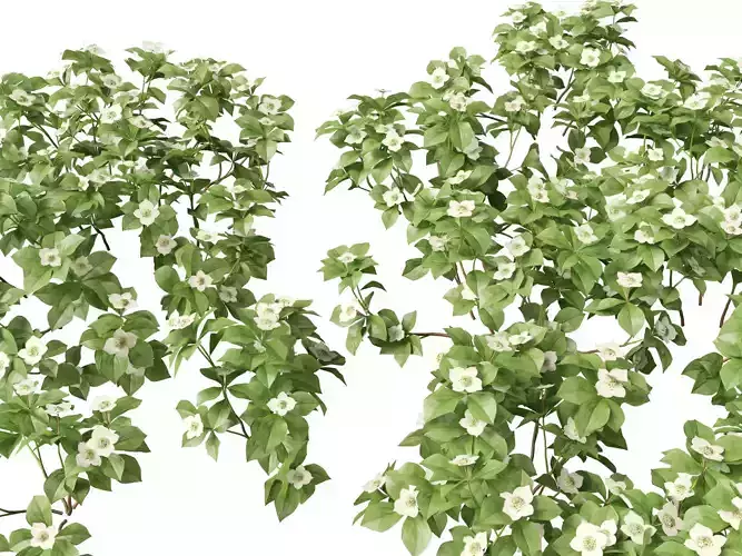 HighPolyLowPoly - Cornus canadensis - bunchberry dogwood