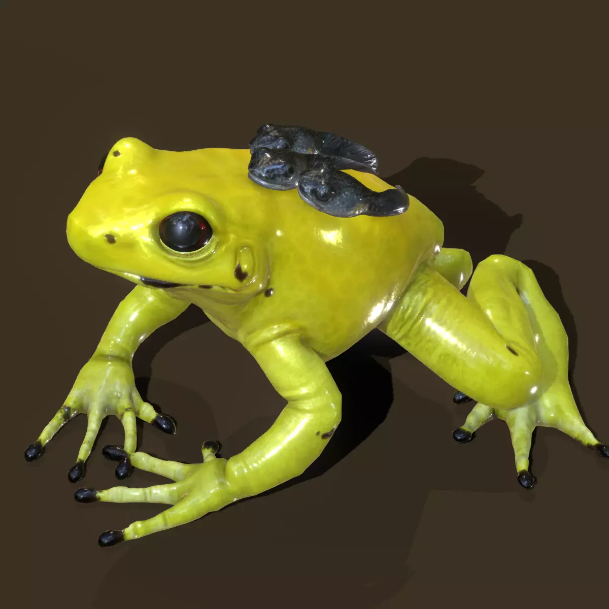 Golden Poison Dart Frog 3D model