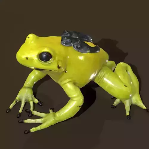  Golden Poison Dart Frog