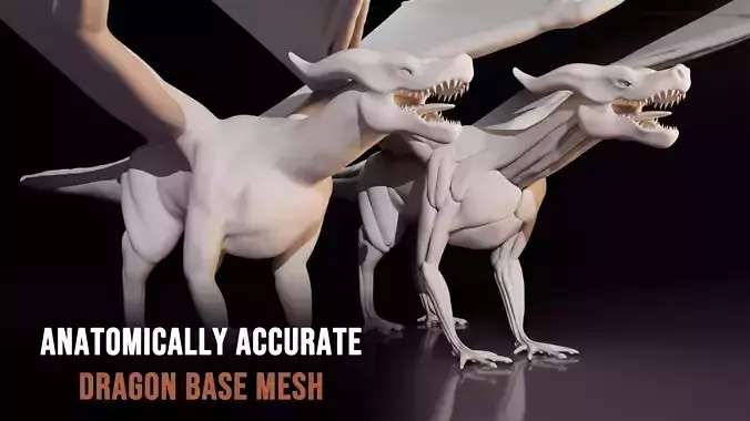 Anatomically accurate Dragon Base Mesh