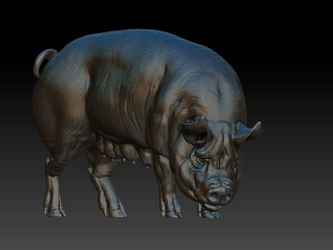 Pig eats 3D print model