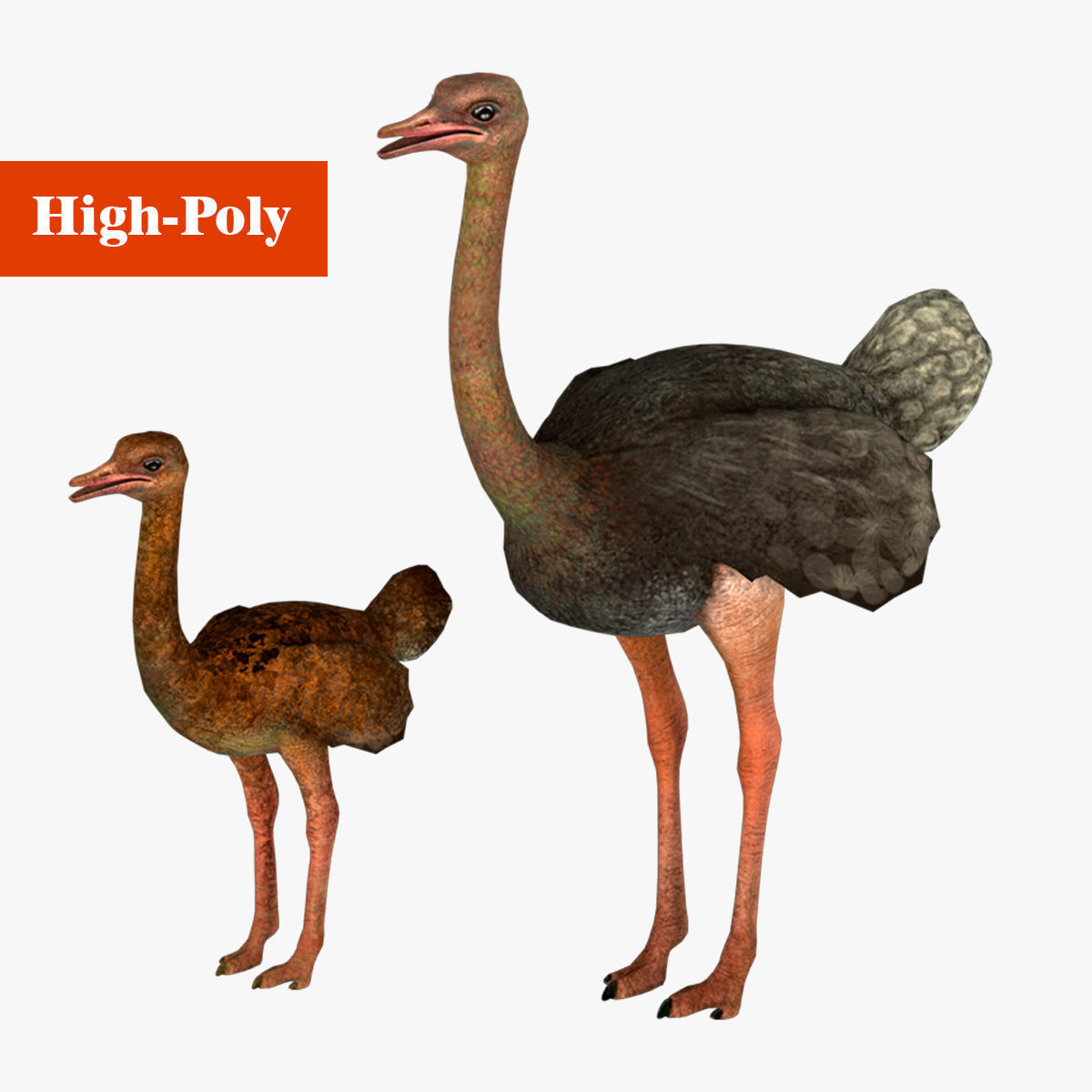 adult ostrich and ostrich chick  rig  high-poly  textured  3D model_1