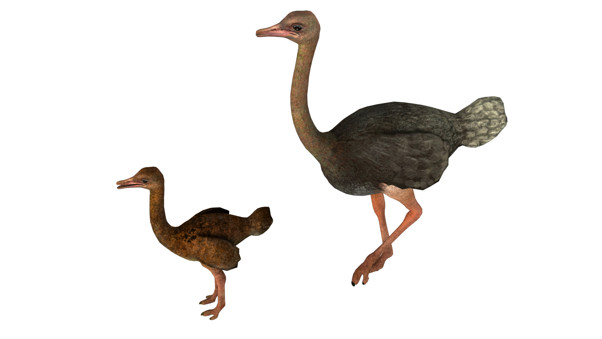 adult ostrich and ostrich chick  rig  high-poly  textured  3D model_6