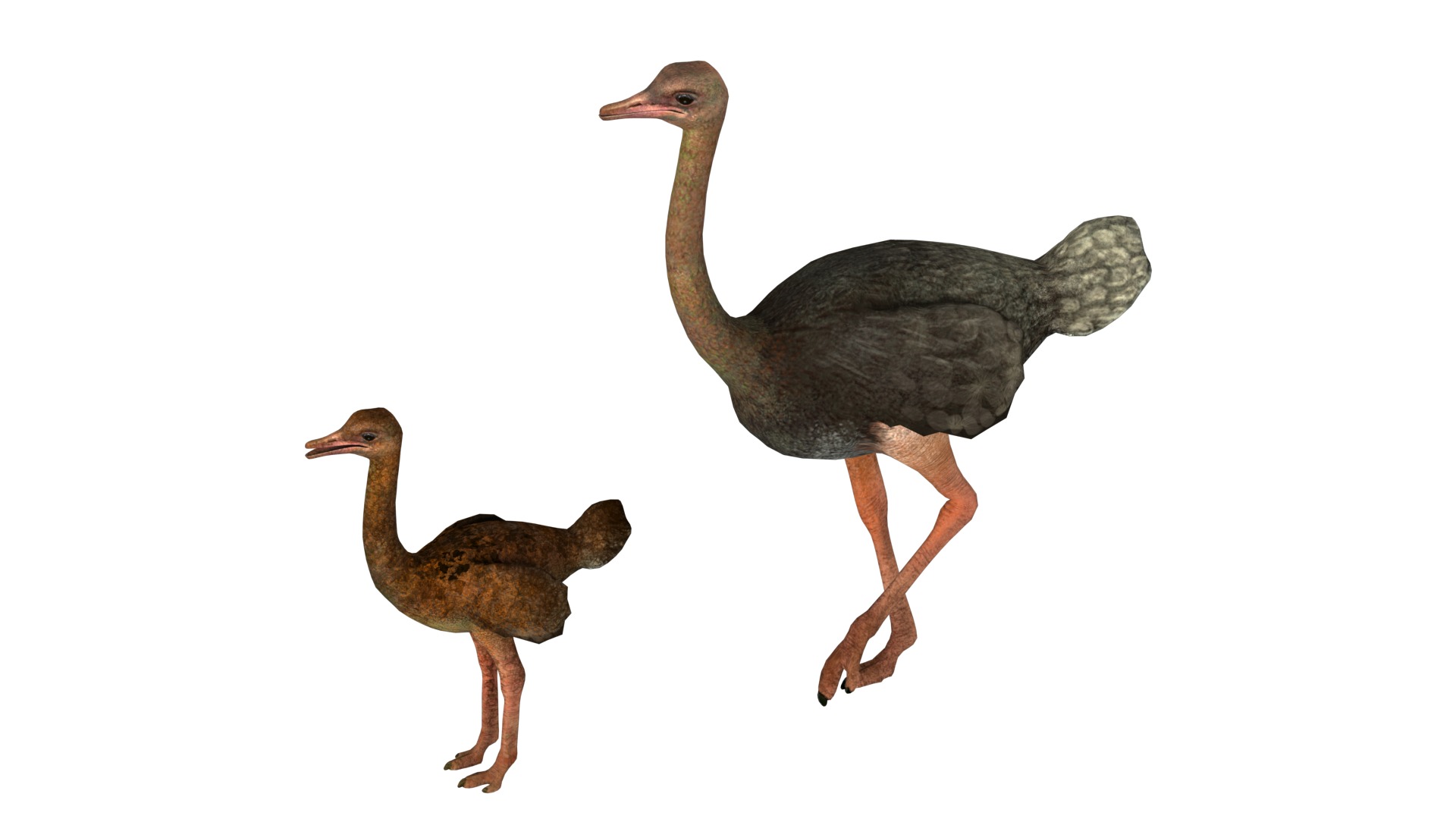 adult ostrich and ostrich chick  rig  high-poly  textured  3D model_8