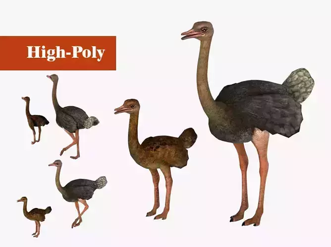 adult ostrich and ostrich chick  rig  high-poly  textured 