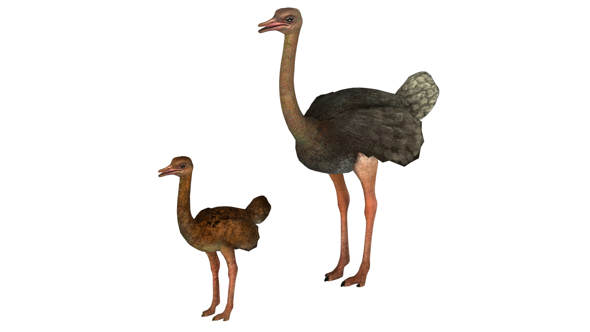 adult ostrich and ostrich chick  rig  high-poly  textured  3D model_7