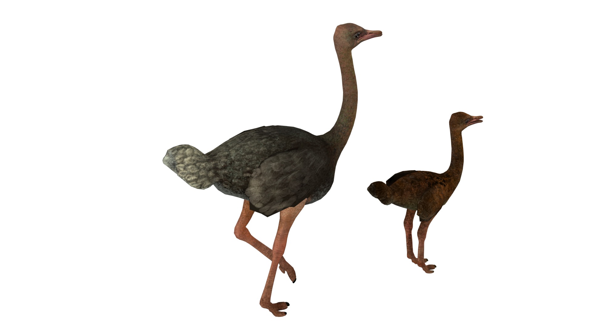 adult ostrich and ostrich chick  rig  high-poly  textured  3D model_10