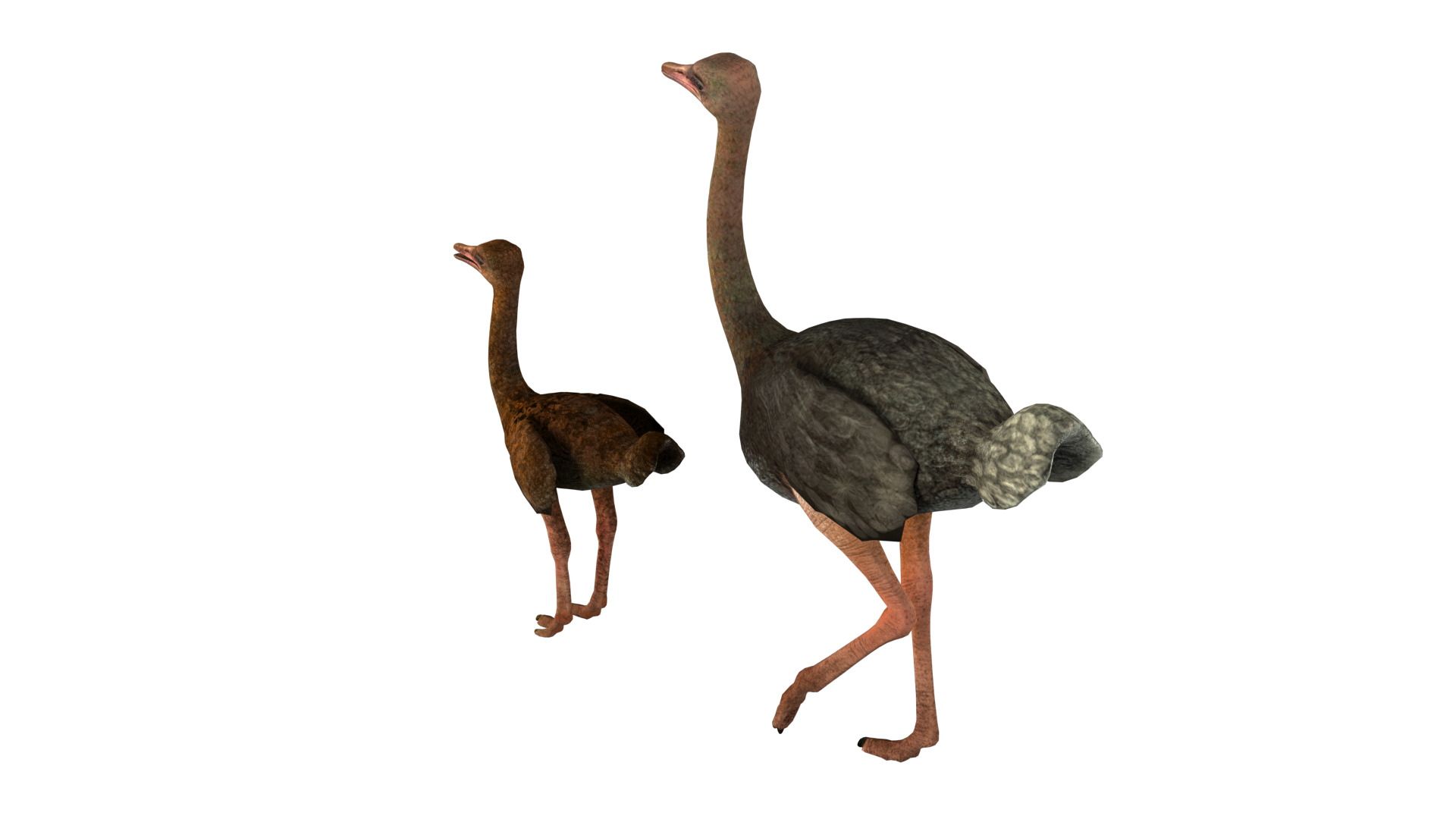 adult ostrich and ostrich chick  rig  high-poly  textured  3D model_9
